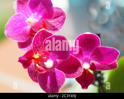 Magenta Miniature Orchid Close-up Stock Photo