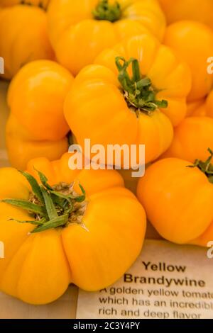 Pile of Yellow Brandywine heirloom tomatoes for sale at farmer's market in Issaquah, Washington, USA Stock Photo