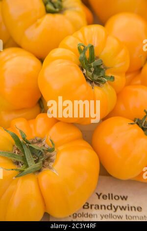 Pile of Yellow Brandywine heirloom tomatoes for sale at farmer's market in Issaquah, Washington, USA Stock Photo