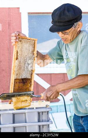 Man uncapping honey in a capped frame, using an electric hot knife.  The dark comb is where bee brood or pollen had been stored (previously) by the be Stock Photo