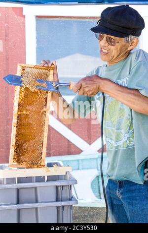 Man uncapping honey in a capped frame, using an electric hot knife Stock Photo