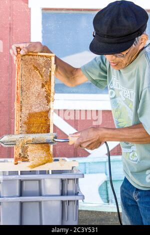 Man uncapping honey in a capped frame, using an electric hot knife Stock Photo