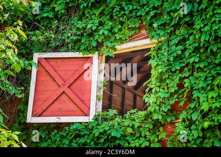 Open attic barn door of an old  weathered red barn. Vine growing and covering the wooden wall. Stock Photo