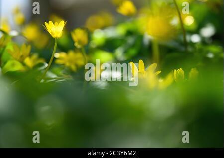 Close-up of yellow flowers in green grass Stock Photo