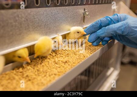 Baby chicks at feeder station respond to caresses from caregiver wearing latex gloves Stock Photo