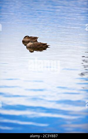 Birds /  Pacific Black Ducks floating on Lake Wendouree in  Ballarat Victoria Australia. Stock Photo