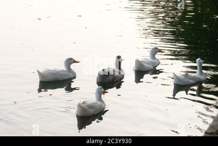 Flock of Ducks bird water seabird (geese swans or Anatidae collectively called waterfowl Wading shorebirds family) swimming floating on wetland reflec Stock Photo