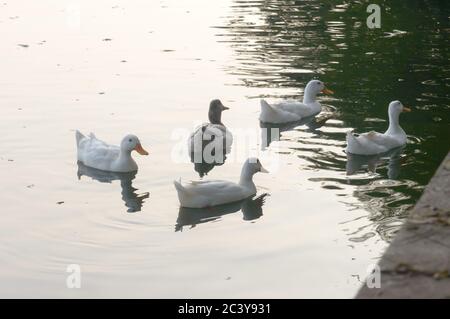 Flock of Ducks bird water seabird (geese swans or Anatidae collectively called waterfowl Wading shorebirds family) swimming floating on wetland reflec Stock Photo