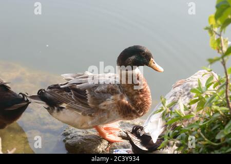 Flock of Ducks bird water seabird (geese swans or Anatidae collectively called waterfowl Wading shorebirds family) standing on water's edge wetland la Stock Photo