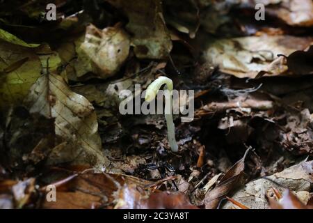 Monotropa hypopitys, Dutchman's Pipe Yellow Birdsnest. Wild plant shot in summer. Stock Photo