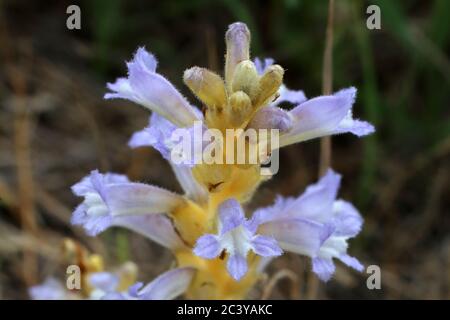 Orobanche ramosa, Branched Broomrape. Wild plant shot in summer. Stock Photo
