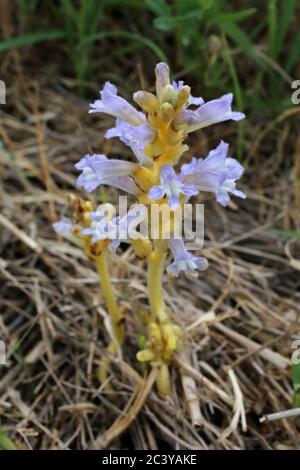 Orobanche ramosa, Branched Broomrape. Wild plant shot in summer. Stock Photo
