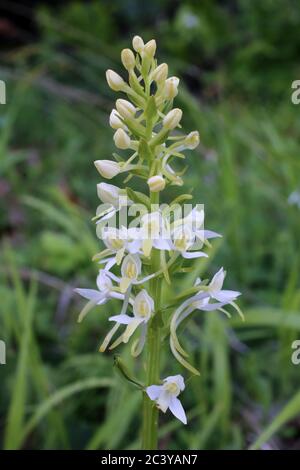 Platanthera bifolia, Lasser Butterfly Orchid. Wild plant shot in summer. Stock Photo