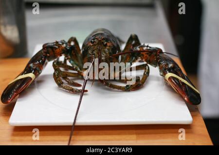 Alive raw lobster on a white plate. Fresh seafood ingredient ready to cook. Stock Photo