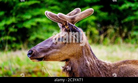 Close Up of a Young Elk (Wapiti) in Jasper National Park, Alberta, Canada