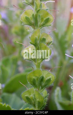 - Wild plant shot in summer. Stock Photo