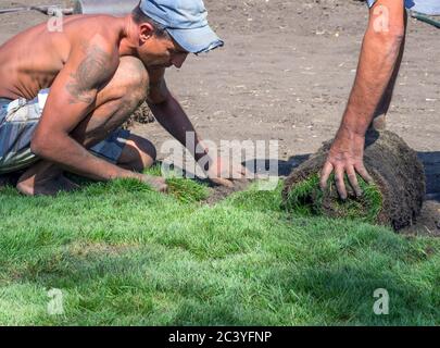Voronezh, Russia - September 05, 2019: Sod in rolls laid on the lawn Stock Photo