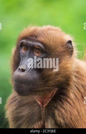 Gelada Baboon - Theropithecus gelada, beautiful ground primate from Semien mountains, Ethiopia. Stock Photo