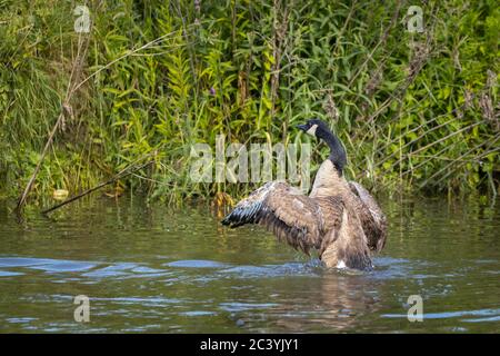 Canadian goose cleaning up in a river stretching her wings. Stock Photo