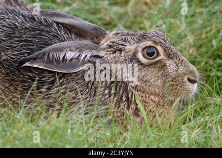 Hare / Brown Hare / European Hare / Feldhase ( Lepus europaeus ) lying / resting in meadow, relaxed, very detailed close up, wildlife, Europe. Stock Photo