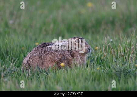 Brown Hare / European Hare / Feldhase ( Lepus europaeus ) sitting in grass, vernal meadow, crouched, hiding with set back ears, wildlife, Europe. Stock Photo