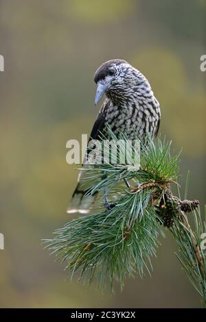 Spotted Nutcracker ( Nucifraga caryocatactes ), perched on the twig of a Swiss pine ( Pine cembra ), nice fall colors, wildlife, Europe. Stock Photo