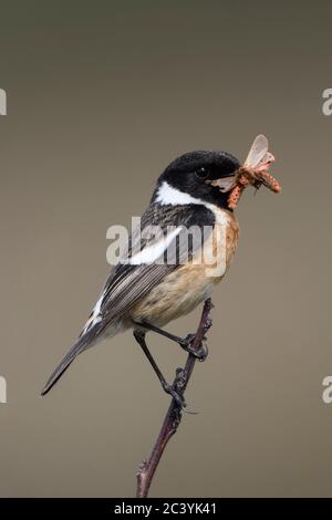 European Stonechat / Schwarzkehlchen ( Saxicola torquata ) with prey, butterflies, Ruby Tigers ( Phragmatobia fuliginosa ) in its beak, wildlife, Euro Stock Photo