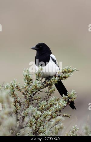 Eurasian Magpie / Elster ( Pica pica ) perched on a bush of seabuckthorn, watching, typical behavior of this shy and attentive bird, wildlife, Europe. Stock Photo