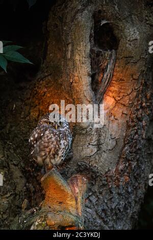 Little Owl / Minervas Owl ( Athene noctua ) perched on a pollard tree in front of its hollow, in first morning light, wildlife, Europe. Stock Photo