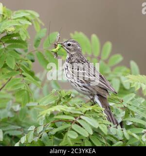 Meadow Pipit / Wiesenpieper ( Anthus pratensis ) perched in a bush, holding prey in its beak to feed chicks, wildlife, Europe. Stock Photo