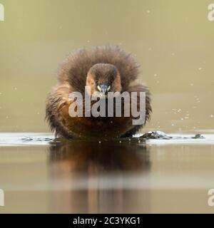 Little Grebe ( Tachybaptus ruficollis ), adult in breeding dress, funny frontal view, shaking off its feathers, plumage, wildlife, Europe. Stock Photo