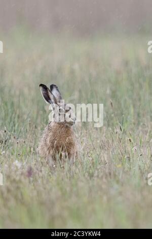 European Hare / Brown Hare / Feldhase ( Lepus europaeus ) on a rainy day, sitting in a meadow, April weather, looks funny, wildlife, Europe. Stock Photo