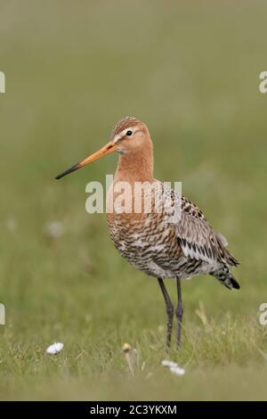 Black-tailed Godwit / Uferschnepfe ( Limosa limosa) in breeding dress, standing in a vernal meadow with flowering daisies, wildlife, Europe. Stock Photo
