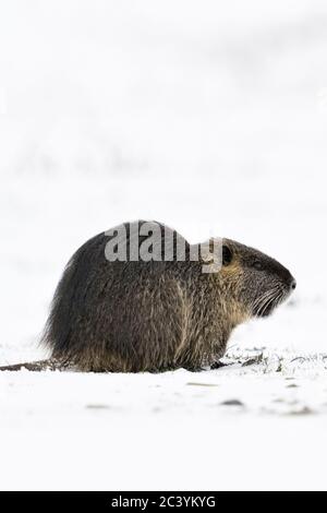 Coypu / River rat / Nutria ( Myocastor coypus ) in winter, feeding on snow covered farmland, wildlife, Europe. Stock Photo