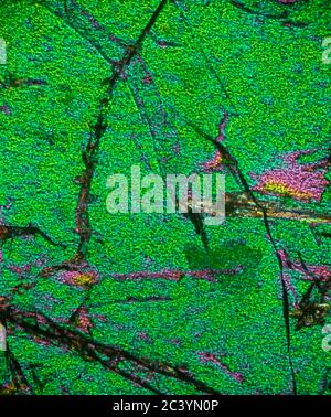 Aegirine, geological sample photographed in polarised light, microscope view Stock Photo