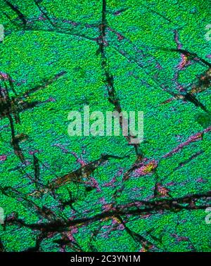 Aegirine, geological sample photographed in polarised light, microscope view Stock Photo