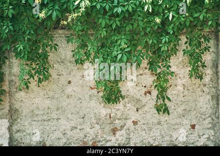 The Green Creeper Plant on wall. Background. Stock Photo
