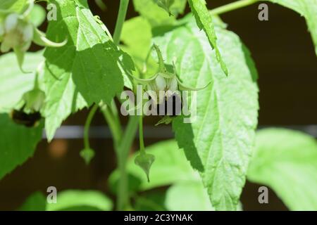 bee on raspberry plant Stock Photo