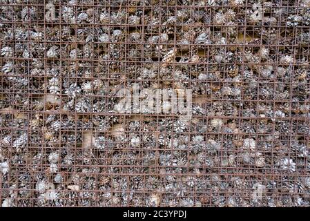 A lot of pine cones dry after harvest. Seeds of Siberian pine ripen in the open air. Pine nut after harvest. A carpet of cedar cones. A lot of useful Stock Photo