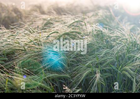 Morning sun and ears of barley with morning dew, the brilliance of the sun's rays in the lens. Dewdrops on spikelets. Stock Photo