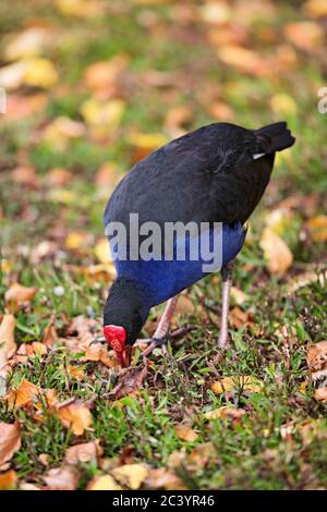 Birds /  Australasian Swamphen foraging in Ballarat Victoria Australia. Stock Photo