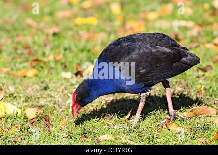 Birds /  Australasian Swamphen foraging in Ballarat Victoria Australia. Stock Photo