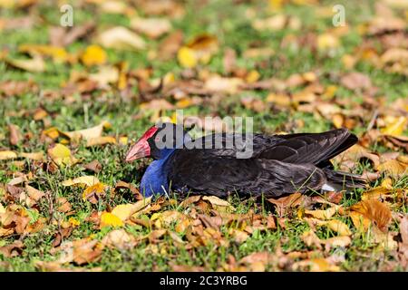 Birds /  Australasian Swamphen resting on a bed of Autumn leaves in Ballarat Victoria Australia. Stock Photo