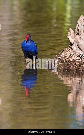 Birds /  Australasian Swamphen foraging in Ballarat Victoria Australia. Stock Photo