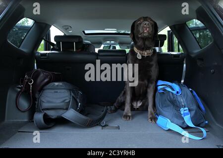 Three bags and a dog are in the trunk of an SUV. Travel Fees Stock Photo