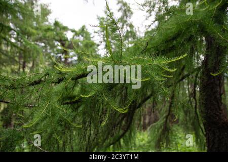 Idyllic summer landscape with pine branch in the mountains. Stock Photo