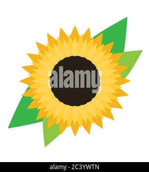 Sunflower vector isolated on white background. Stock Vector