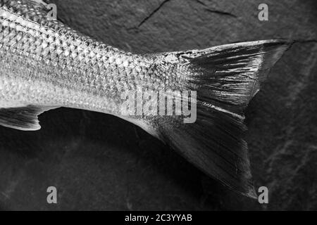 The tail or caudal fin, of a freshly caught bass, Dicentrarchus labrax, that was caught on rod and line from the shore. Dark slate background. Dorset