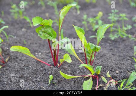 Leaf of beet root. Fresh green leaves of beetroot or beet root seedling. Row of green young beet leaves growth in organic farm. Stock Photo