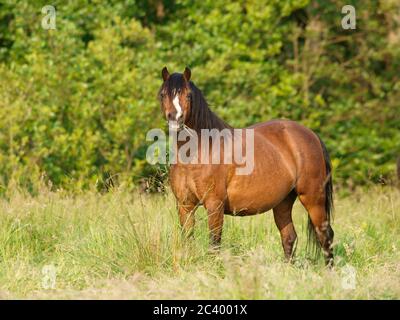 A pretty Welsh pony stands in a summer paddock of long grass. Stock Photo